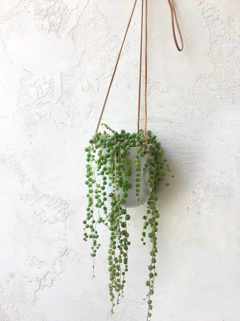 Hanging Succulent, ceramic planter, String of Pearls Succulent, Housewarming Gift, Client Gift, valentine gift, succulent gift image 1