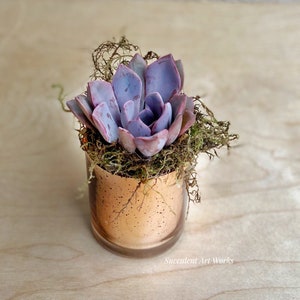 2.5 Succulent Rosettes in Mercury Glass Pots Wedding - Etsy