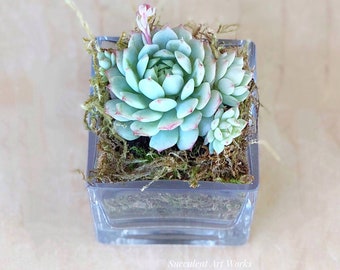 2.5" Succulent Rosette Planted in an Elegant 3" Square Glass Planter & Trimmed with Moss, Wedding Favors, Succulent Rosettes, Wedding decor