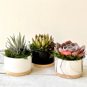 Planted Succulent Trio