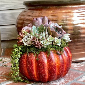 Faux Pumpkin Trimmed with Living Succulents, Autumn, Thanksgiving, Table Decor, Thanksgiving Centerpiece, Host Gift, Fall Patio Decor image 7