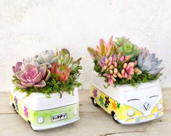 Flower Power Van planted with brightly colored living succulents