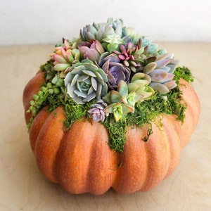 Faux Pumpkin Trimmed with Living Succulents, Autumn, Thanksgiving, Table Decor, Thanksgiving Centerpiece, Host Gift, Fall Patio Decor image 4