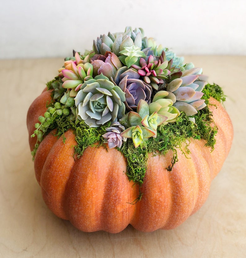 Faux Pumpkin Trimmed with Living Succulents, Autumn, Thanksgiving, Table Decor, Thanksgiving Centerpiece, Host Gift, Fall Patio Decor image 4