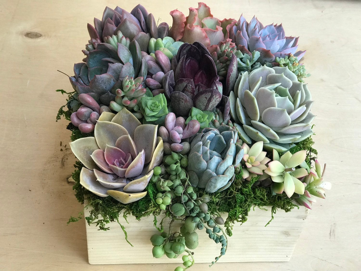 A dozen Succulents in an 8 rustic wooden planter | Etsy