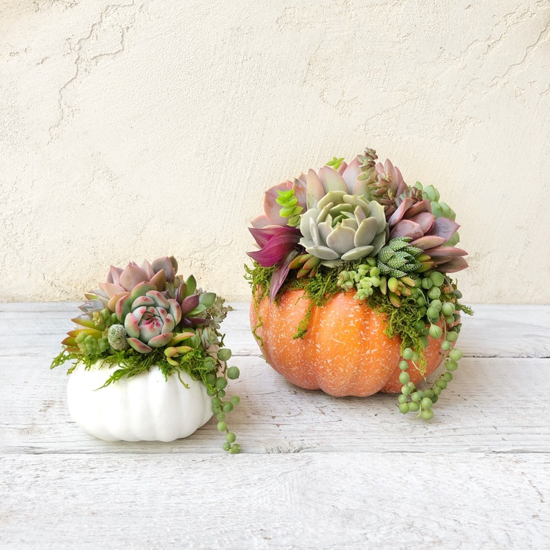 Faux Pumpkin Trimmed with Living Succulents, Autumn, Thanksgiving, Table Decor, Thanksgiving Centerpiece, Host Gift, Fall Patio Decor image 6