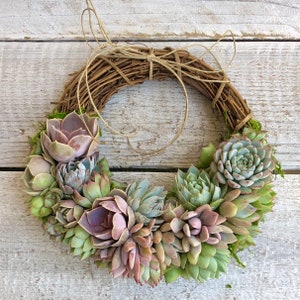 Trending 8 colorful Living Succulent Wreath, Juliette Wreath, Valentine's gift, girlfriend gift, hostess gift, grapevine, Succulent Gift image 7