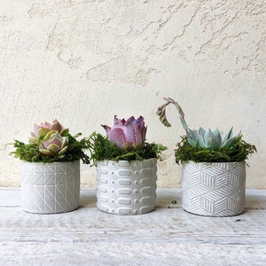 Set of 3 Succulent Arrangement, host gift, valentine gift, girlfriend gift, urban style, succulent gift, office gift, co-worker gift