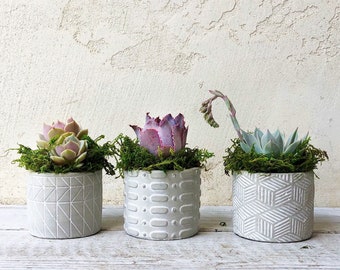 Set of 3 Succulent Arrangement, host gift, valentine gift, girlfriend gift, urban style, succulent gift, office gift, co-worker gift