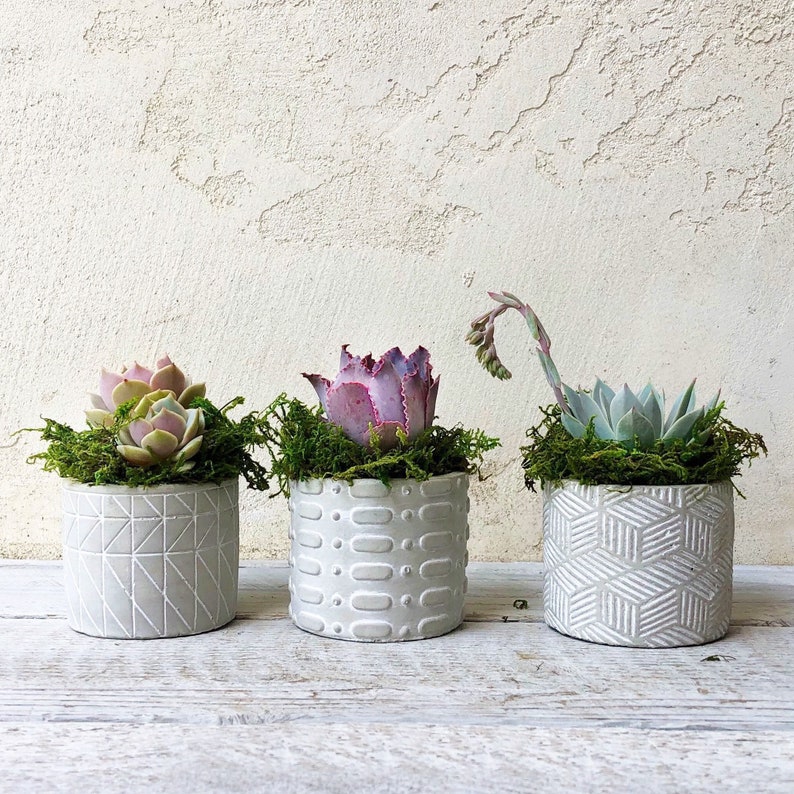 Set of 3 Succulent Arrangement, host gift, valentine gift, girlfriend gift, urban style, succulent gift, office gift, co-worker gift image 1