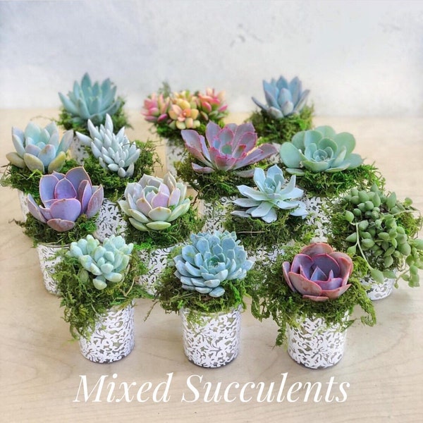 2.5" Succulent Rosette favors, 2.5" Succulents in elegant glass with white lace pattern, Wedding Favors, Party Favors, Shower Favors,