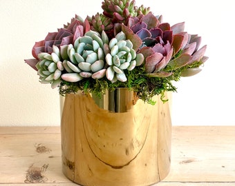 Golden glazed ceramic pot planted with brightly colored succulents!