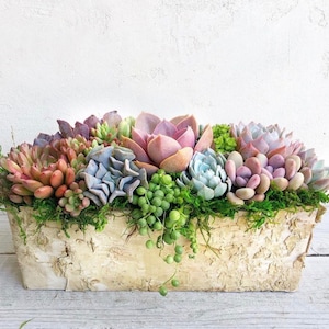 Best Selling Classic Birch Trimmed Succulent Arrangement, table top decor, Mother's Day gift, Client gift, succulent gift, rustic decor image 2