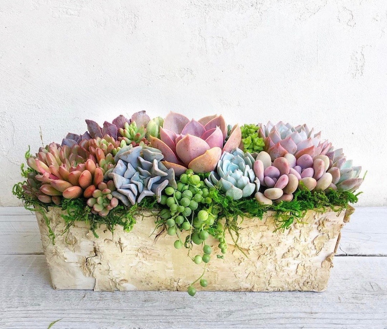 Best Selling Classic Birch Trimmed Succulent Arrangement, table top decor, Mother's Day gift, Client gift, succulent gift, rustic decor image 2