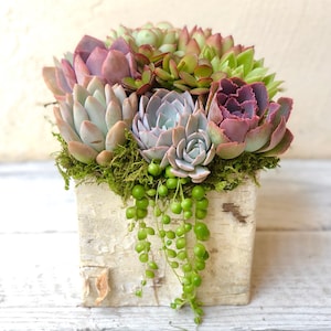 Succulents in a Birch Trimmed Planter, Table Decor, Corporate Gift, Tabletop Decor, Client Gift, Succulent Gift