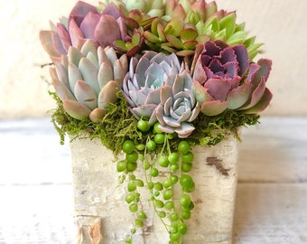 Succulents in a Birch Trimmed Planter, Table Decor, Corporate Gift, Tabletop Decor, Client Gift, Succulent Gift