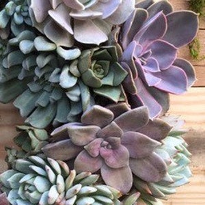 Succulent Wreath in Shades of Lavender and Blue, Valentine's Day Gift, Mother's Day Gift, Living Wreath, Wedding Day Wreath, Succulent Gift imagem 3