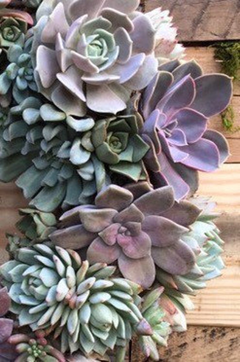 Succulent Wreath in Shades of Lavender and Blue, Valentine's Day Gift, Mother's Day Gift, Living Wreath, Wedding Day Wreath, Succulent Gift image 3