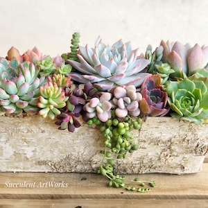 Best Selling Classic! Birch Trimmed Succulent Arrangement, table top decor, Mother&#39;s Day gift, Client gift, succulent gift, rustic decor