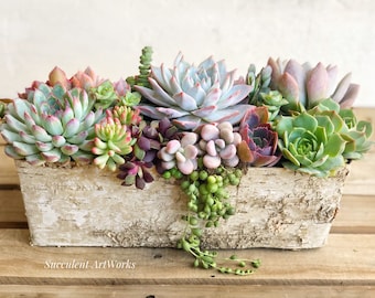 Best Selling Classic! Birch Trimmed Succulent Arrangement, table top decor, Mother's Day gift, Client gift, succulent gift, rustic decor