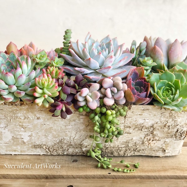 Best Selling Classic! Birch Trimmed Succulent Arrangement, table top decor, Mother's Day gift, Client gift, succulent gift, rustic decor