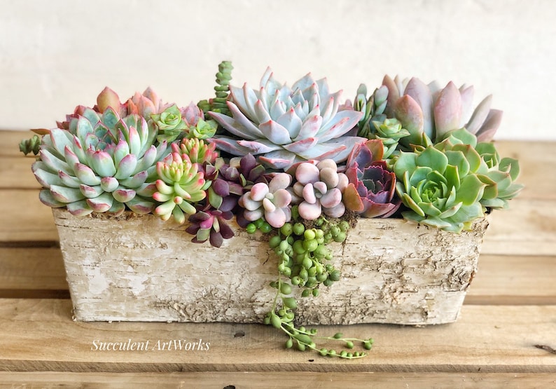 Best Selling Classic Birch Trimmed Succulent Arrangement, table top decor, Mother's Day gift, Client gift, succulent gift, rustic decor image 1