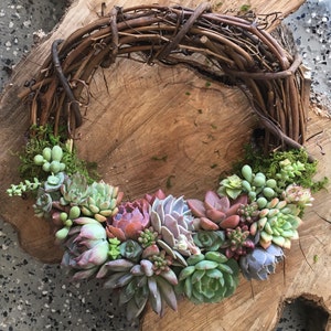 10" Ana Wreath, Succulent Trimmed Grapevine Wreath, Front Door Wreath, Mother's Day Wreath, Birthday Gift, Succulent Gift, Easter Decor