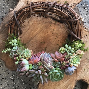 10&quot; Ana Wreath, Succulent Trimmed Grapevine Wreath, Front Door Wreath, Mother&#39;s Day Wreath, Birthday Gift, Succulent Gift, Easter Decor
