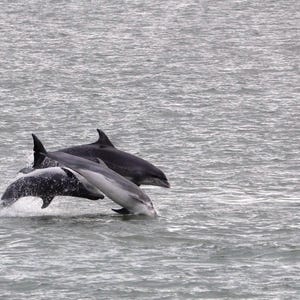 Dolphins of Ceredigion Bay blanco A6-wenskaart met envelop, verjaardag, gelegenheid, bedankt