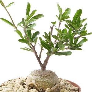 Fockea edulis Seedling – Rare Caudex Succulent, Hottentot Bread, Collector’s Plant, Exotic Fockea, Unusual Succulent, 4-7 cm Caudex
