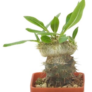 Pachypodium brevicaule Grafted Plant – Rare Madagascan Caudex Succulent, Collector’s Plant, Unusual Pachypodium, Exotic Succulent, 10-15 cm