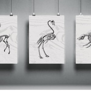 Vintage Animal Skeleton Trio | Gothic Wall Art | Natural History Decor