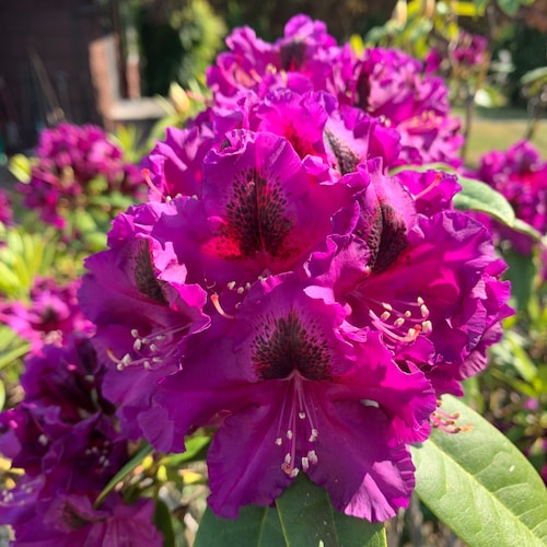 英語圏の人々の歴史 ウィンストン・S・チャーチル 4巻セット - Etsy 日本