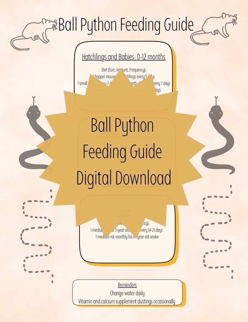 Stunning Feeding Adult Python Care Information image