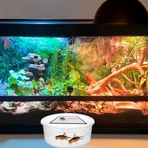 Może przedstawiać: Czarny terrarium z bujnym, kolorowym wnętrzem, w tym rośliny, skały i duża gałąź. Biały pojemnik z owadami znajduje się przed terrarium. Terrarium jest oświetlone niebieskimi, zielonymi i pomarańczowymi światłami.