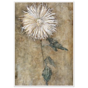 Chrysanthemum von Piet Mondrian – Kunstdruck 1900 – Botanische Zeichnung  – Florale Kunst – Frühwerk des Künstlers – Vintage Blumenposter