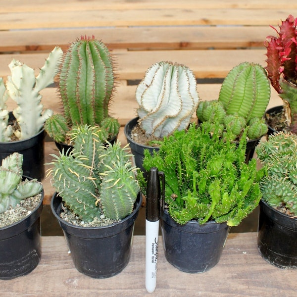 5 Euphorbia Cactus For Sale in their 3.5" round  containers All are labled with names succulents