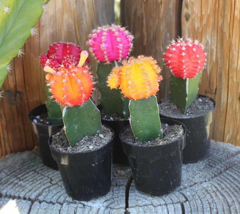 5 Vibrant Neon Glow Cactus for sale Grafted Cactus in their