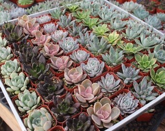 SAMPLE 1 Beautiful 2" Rosette Succulent plants Collection plastic pots succulents great for WEDDING FAVOR & gifts or samples+