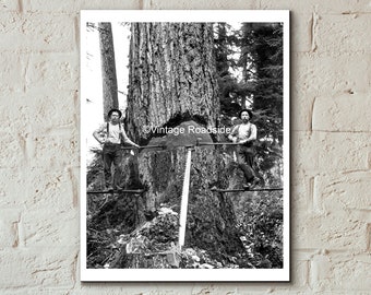 Vintage Logging Photo, Print from Original 1903 Glass Plate Negative, Springboard Logger Photography, Polson Brothers, Grays Harbor