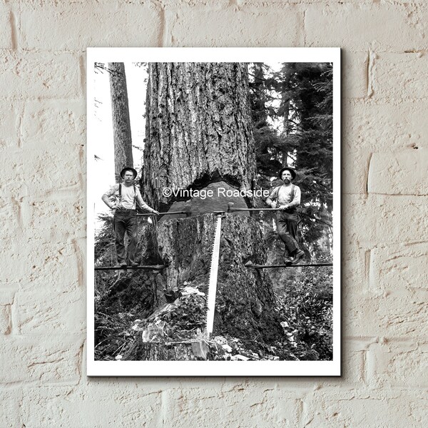 Vintage Logging Photo, Print from Original 1903 Glass Plate Negative, Springboard Logger Photography, Polson Brothers, Grays Harbor