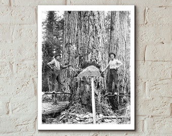 Vintage Logging Photo, Print from Original Circa. 1915 Glass Plate Negative, Logger Photography, Carlsborg Timber Company, Forestry