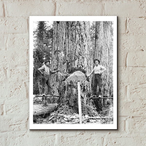 Vintage Logging Photo, Print from Original Circa. 1915 Glass Plate Negative, Logger Photography, Carlsborg Timber Company, Forestry
