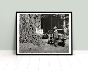 Columbus Tree Photo, Mount Rainier National Park, Archival print from original 1930 negative, Northwest Old Growth Forest, WA Wall Art