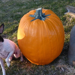 EXTRA LARGE Artificial Pumpkin 17 tall & 47 1/2 Round. Amazingly Real looking Reg 84.00 image 3