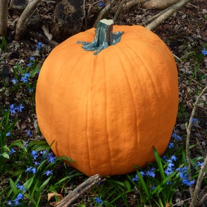 EXTRA LARGE Artificial Pumpkin 17 tall & 47 1/2 Round. Amazingly Real looking Reg 84.00 image 1