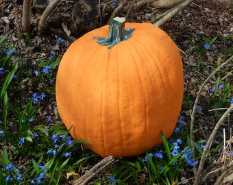 EXTRA LARGE Artificial Pumpkin  17" tall & 47 1/2 " Round. Amazingly Real looking Reg 84.00