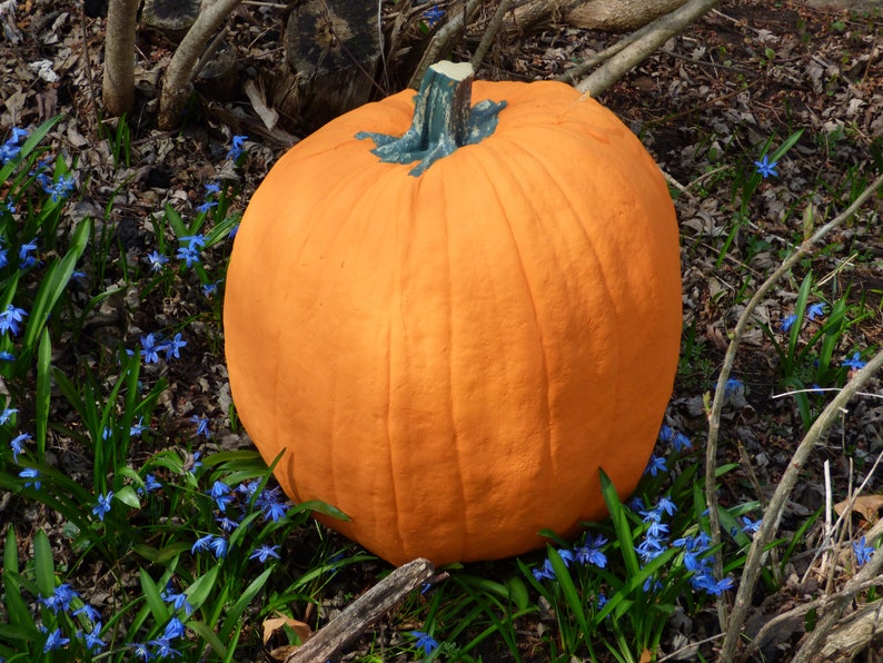 EXTRA LARGE Artificial Pumpkin 17 tall & 47 1/2 Round. Amazingly Real looking Reg 84.00 image 1