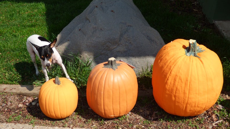 EXTRA LARGE Artificial Pumpkin 17 tall & 47 1/2 Round. Amazingly Real looking Reg 84.00 image 4