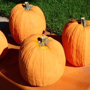 EXTRA LARGE Artificial Pumpkin 17 tall & 47 1/2 Round. Amazingly Real looking Reg 84.00 image 6